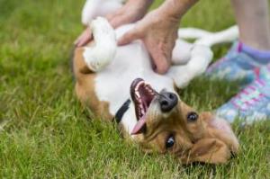 Światowy Dzień Zdrowia Jamy Ustnej: co każdy opiekun psa powinien wiedzieć o higienie zębów pupila